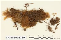 藏品(樹平苔屬)的圖片